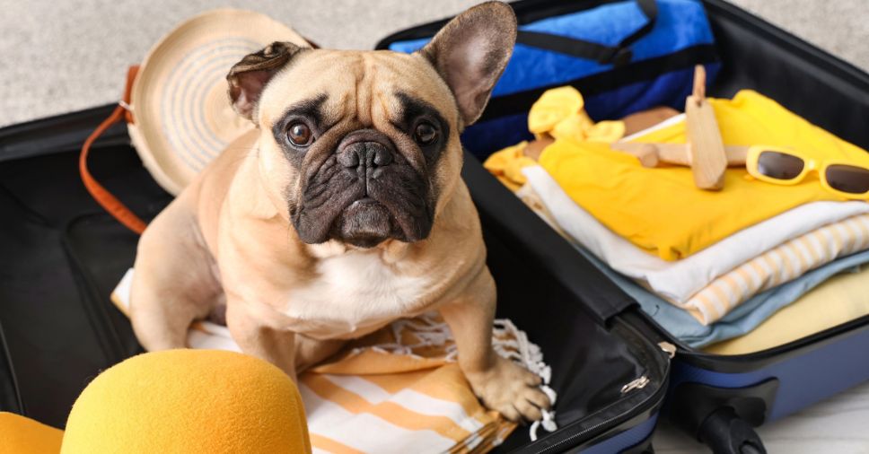 Transporte aéreo de raça braquicefálico e restrições: saiba mais!