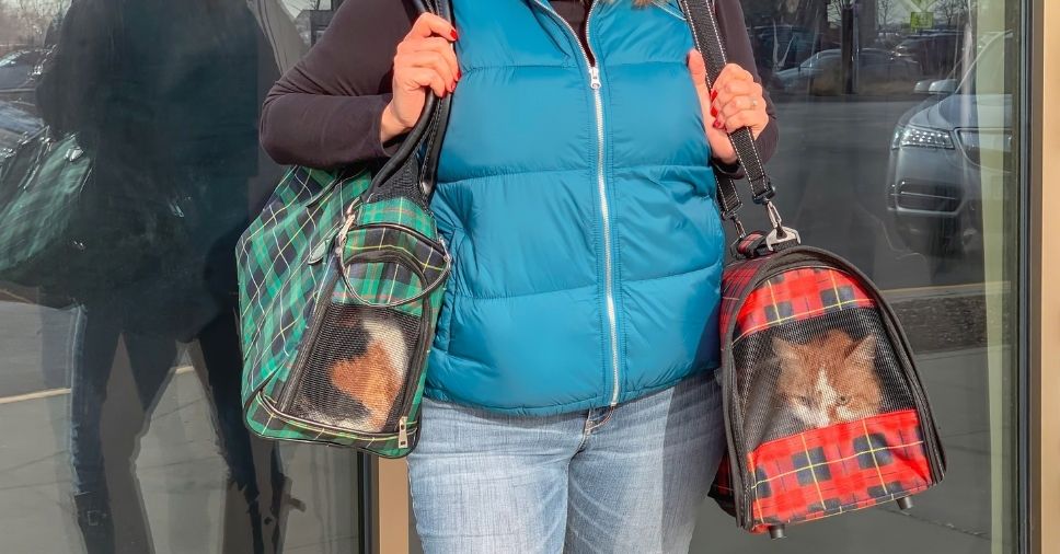 Bolsa para transportar pet em voos internacionais ou caixa: o que usar?