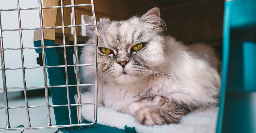 Gato persa cinza dentro de uma caixa de transporte com grade, simbolizando mitos e verdades no transporte de pets.